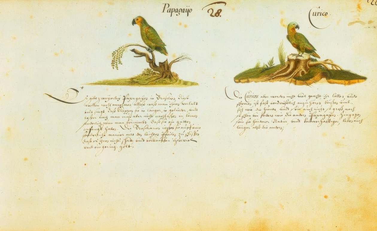 Zacharias Wagner, Parrot / Curico by Zacharias Wagner