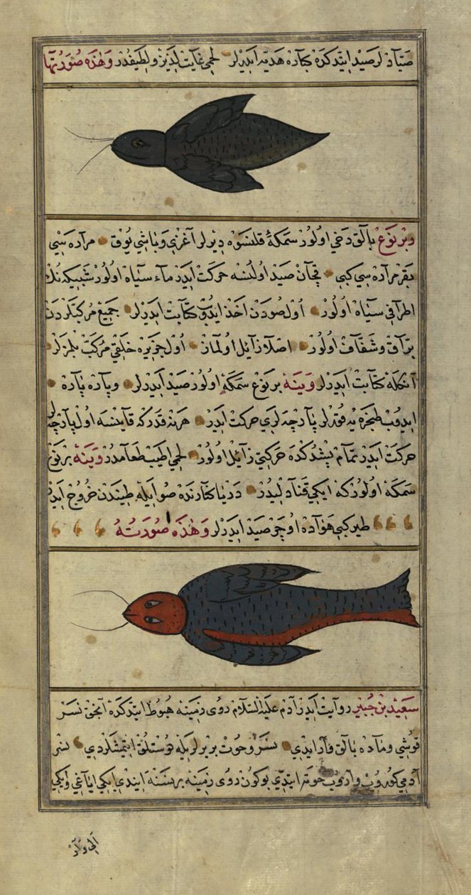 Two Strange Fish from the Vaynah Seas by Zakariya al Qazwini