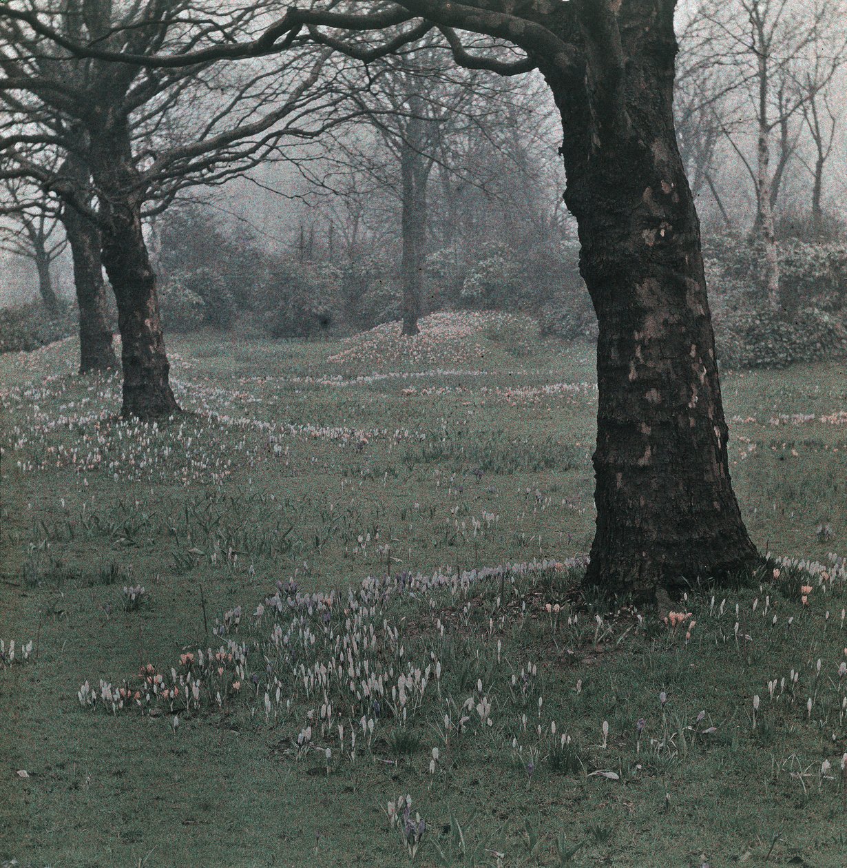 Crocus by Frederick (attr. to) Barnard