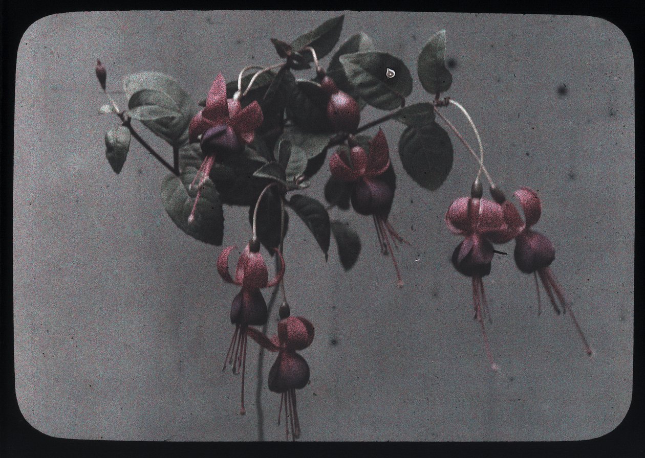 Fuchsia by Frederick (attr. to) Barnard