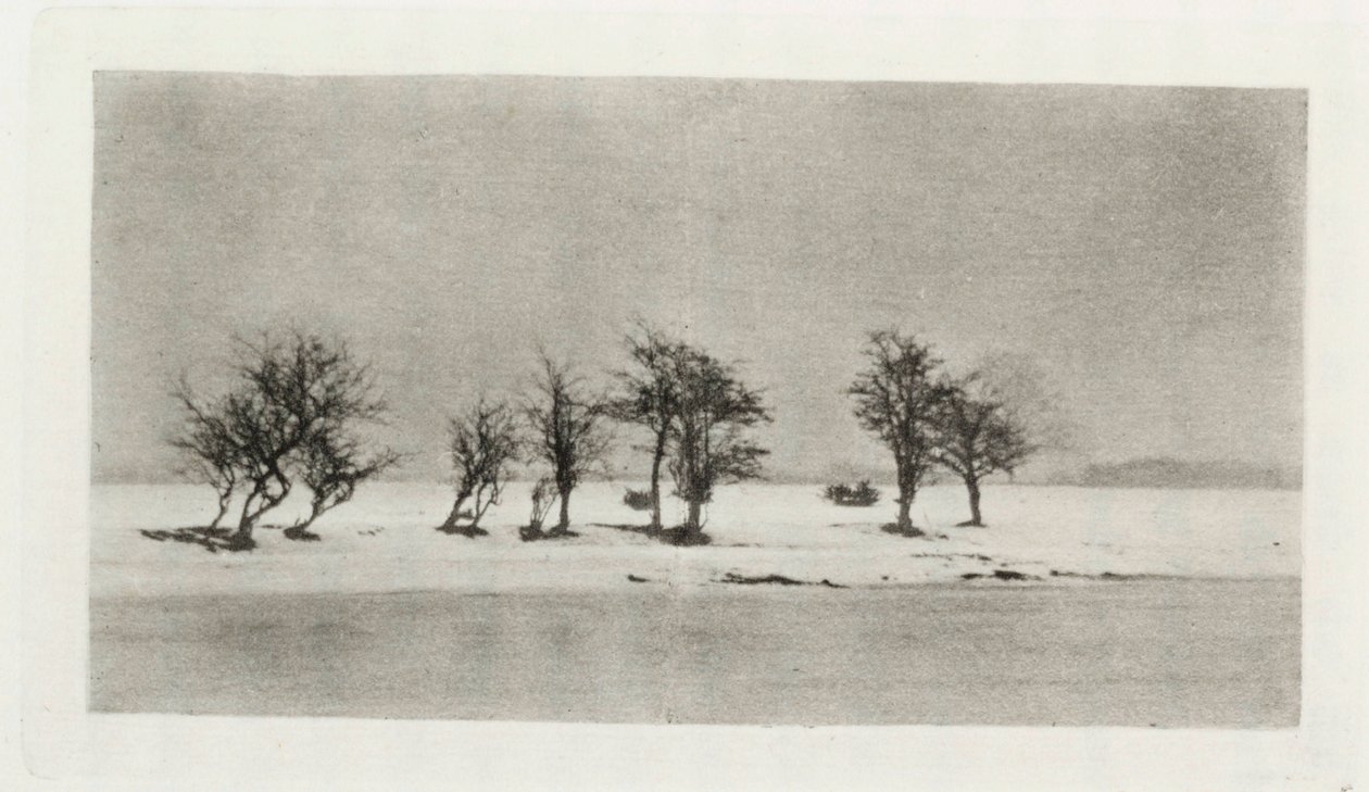 Gnarled Thorn Trees by Frederick (attr. to) Barnard