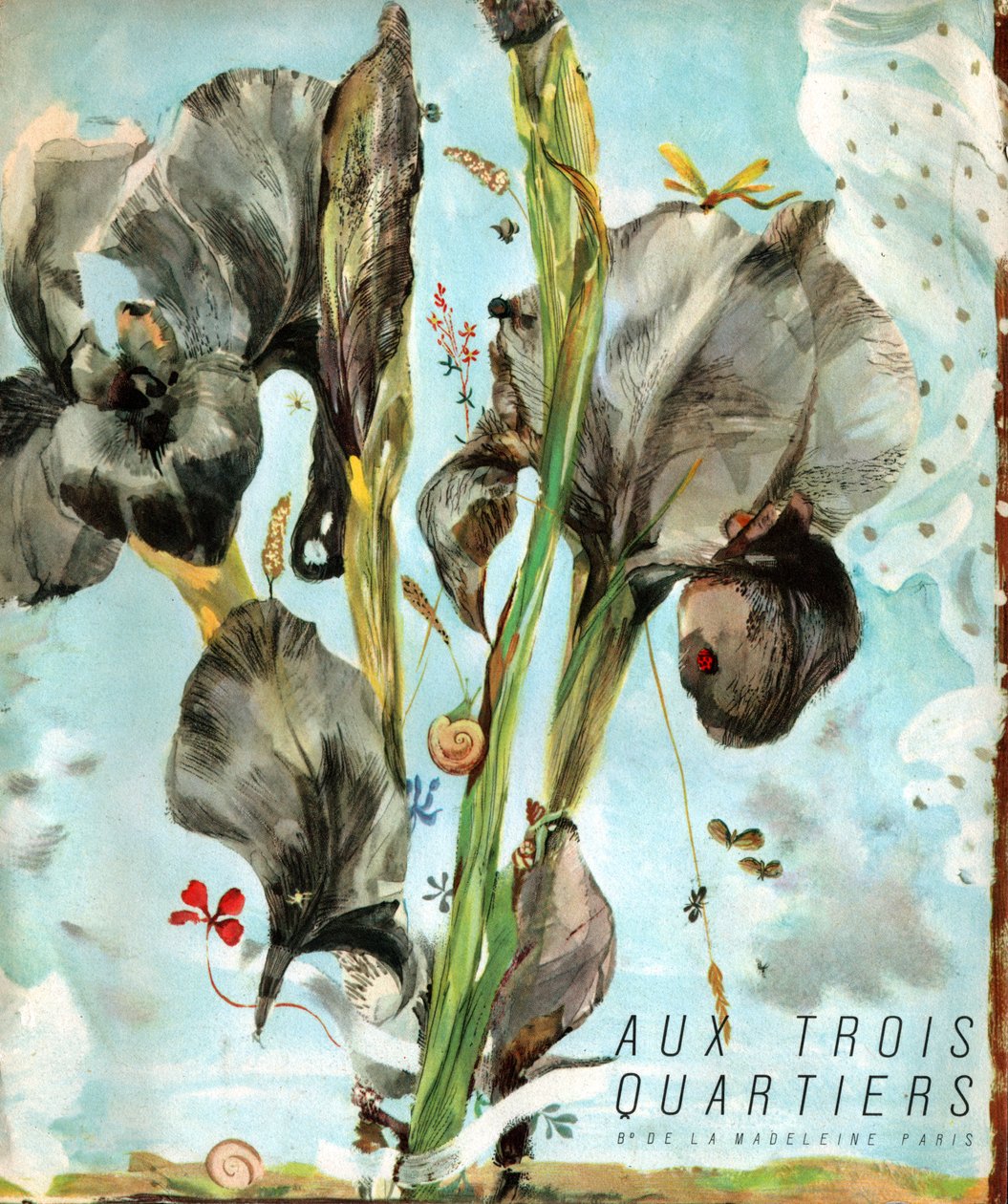 Iris (flower) by . .