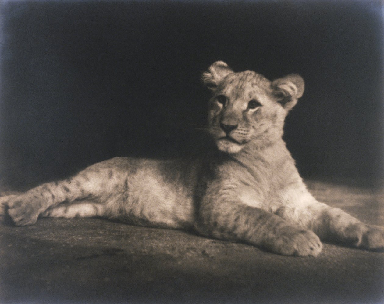 Lion cub by John Pardon