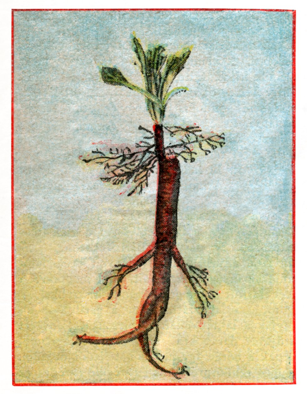 Mandragora by . .