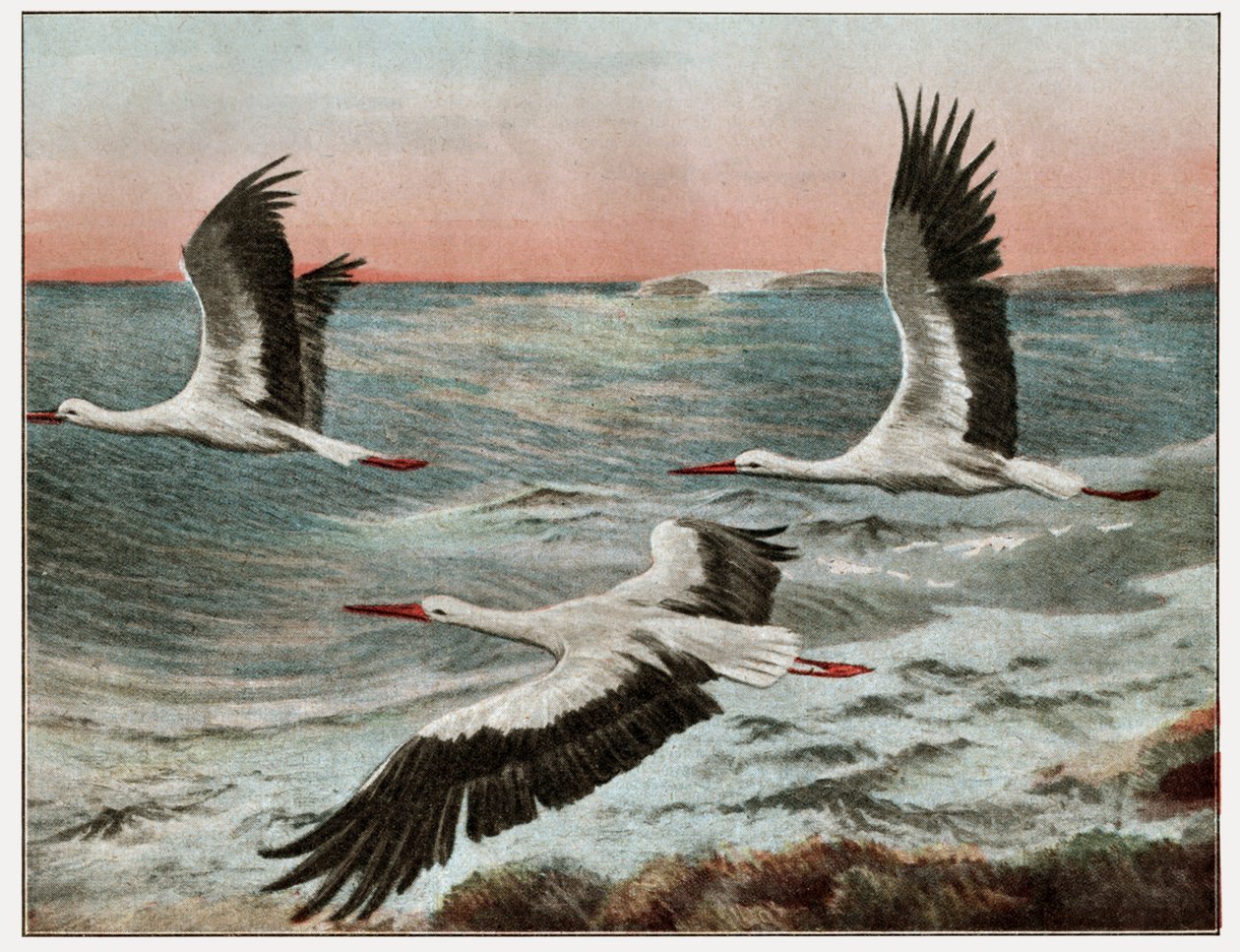 Migration of the storks by . .