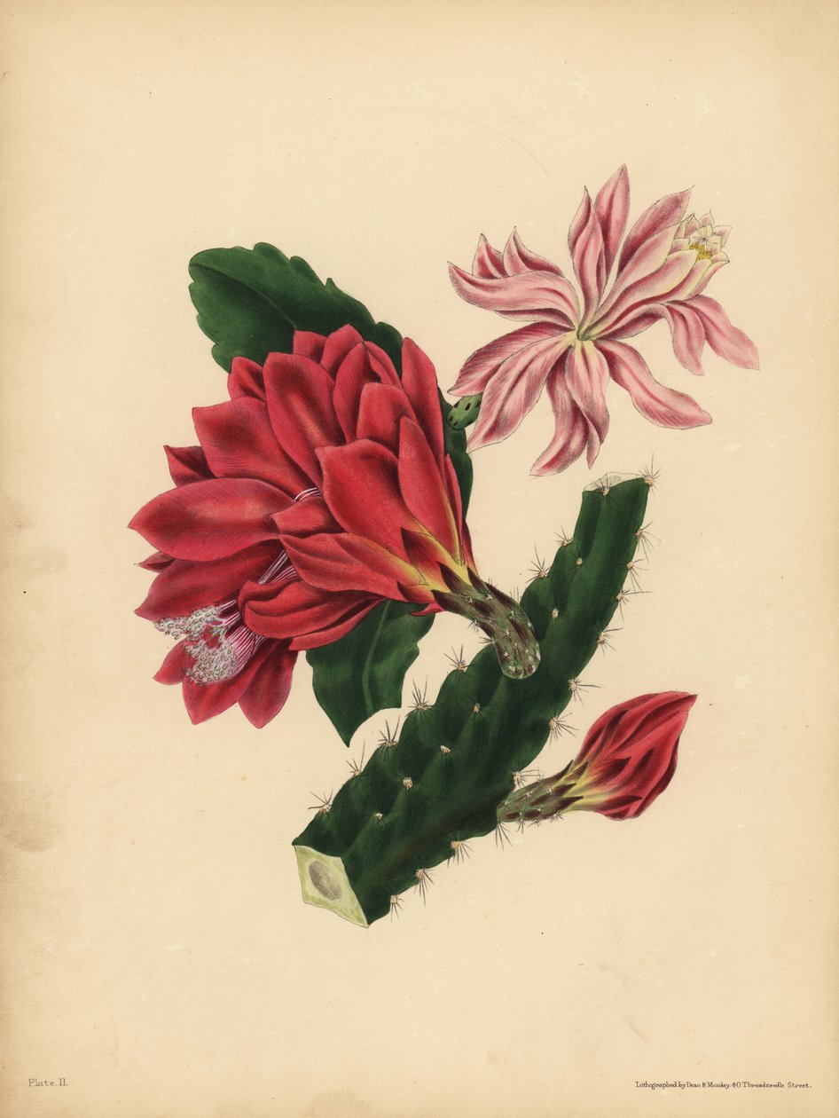 The beautiful Cactus, Horror by John Pardon