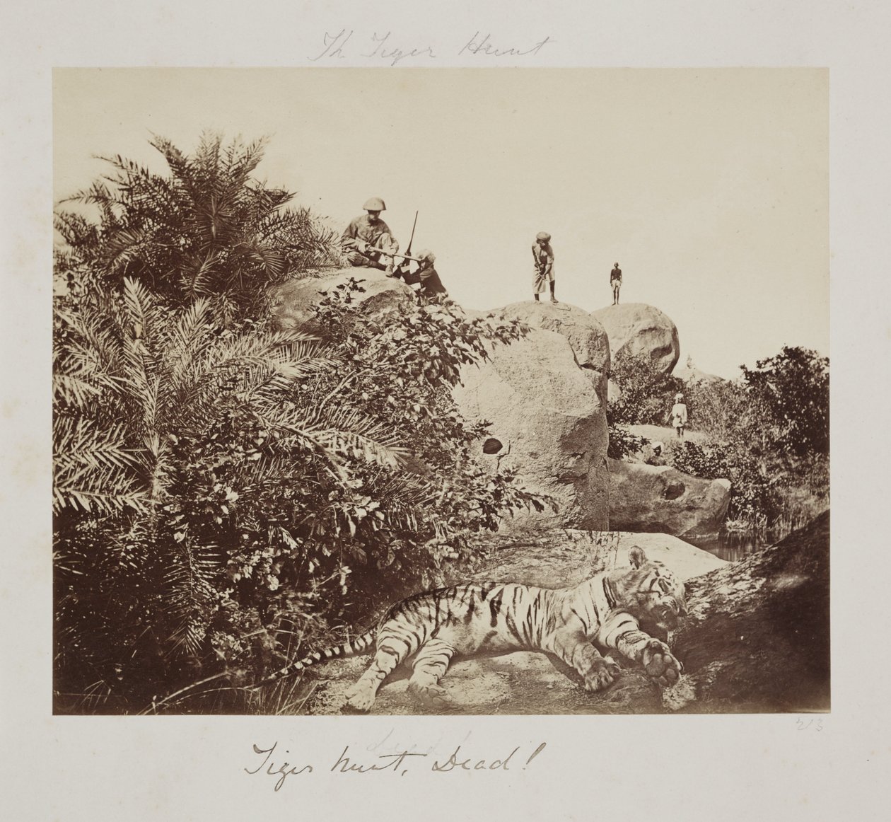 Tiger Hunt, Dead! by John Pardon