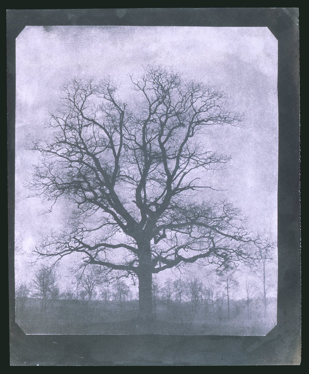 Tree in Winter, Mid 19th Century by Frederick (attr. to) Barnard