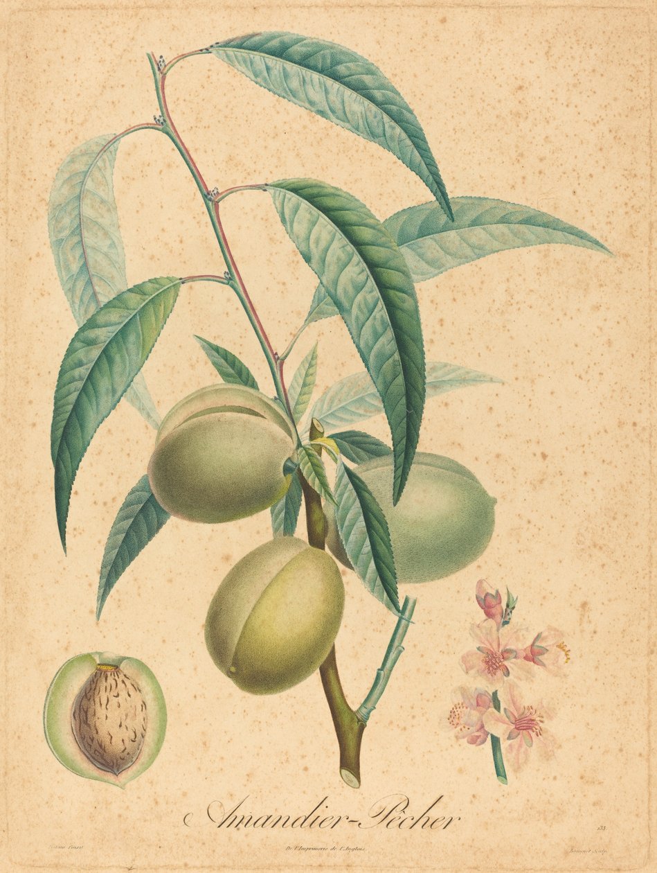 Almond Tree - Peach Tree by after A. Poiteau