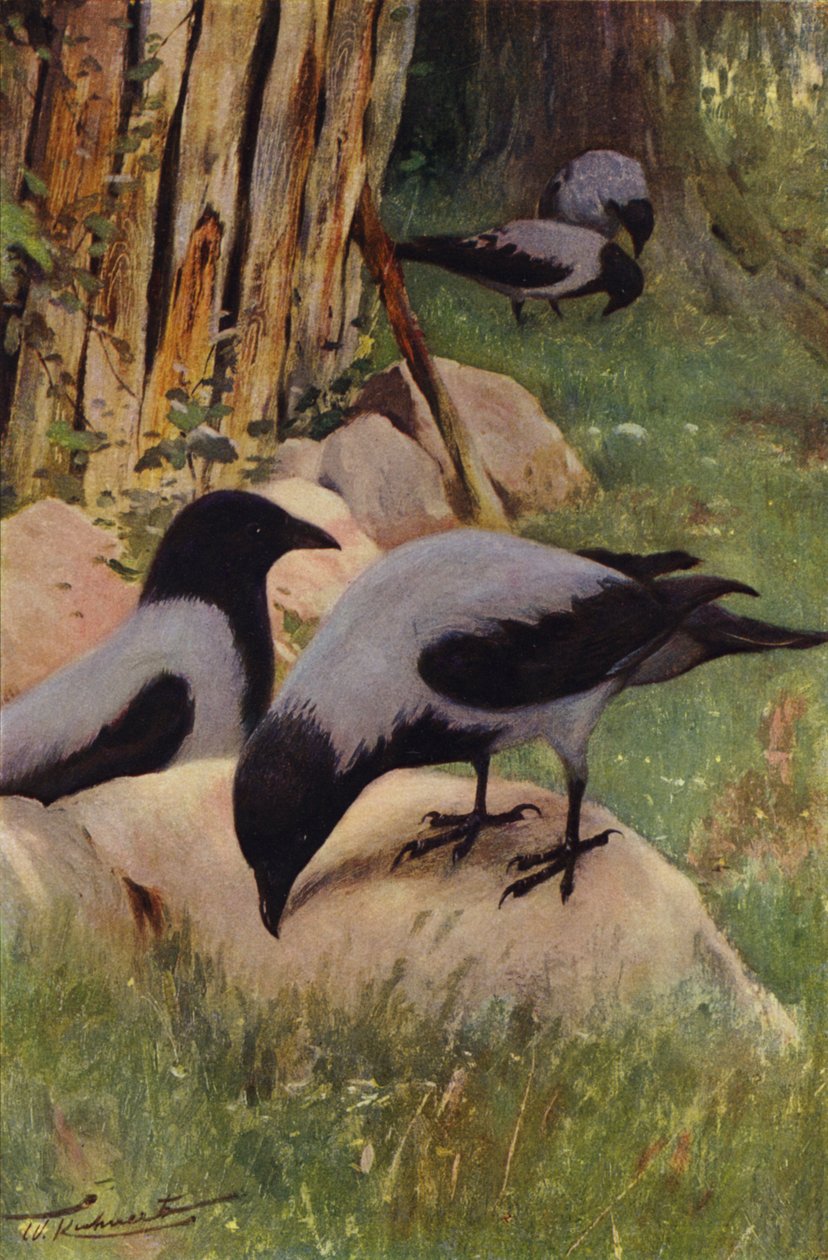 Hooded Crow by after Wilhelm Kuhnert