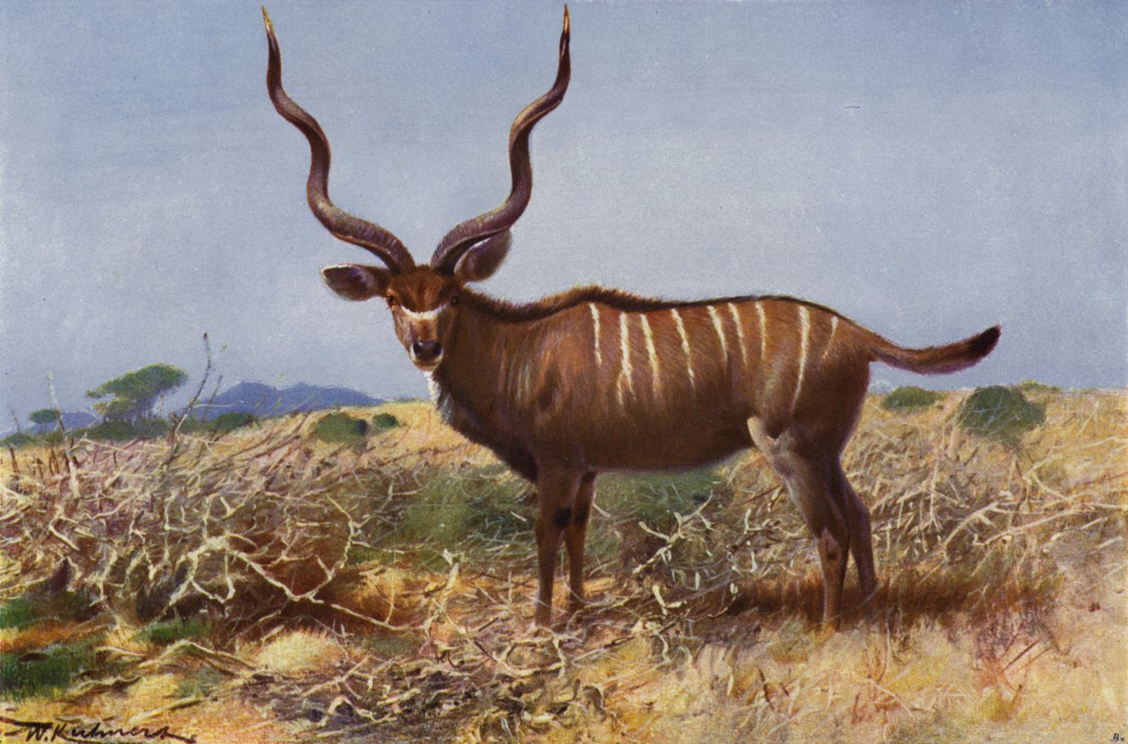 Kudu by after Wilhelm Kuhnert