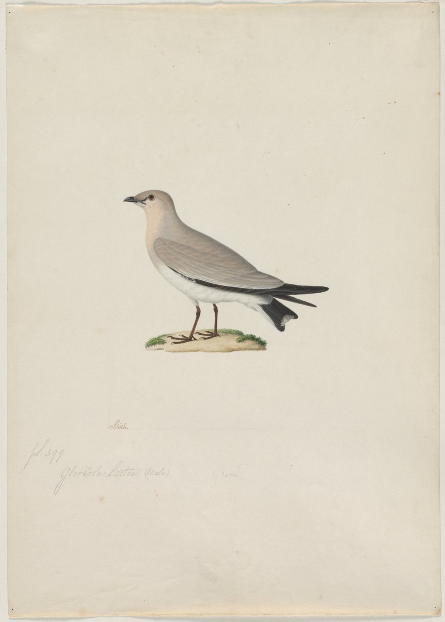 Small Pratincole (Glareola lactea) by attributed to Paul Hüet