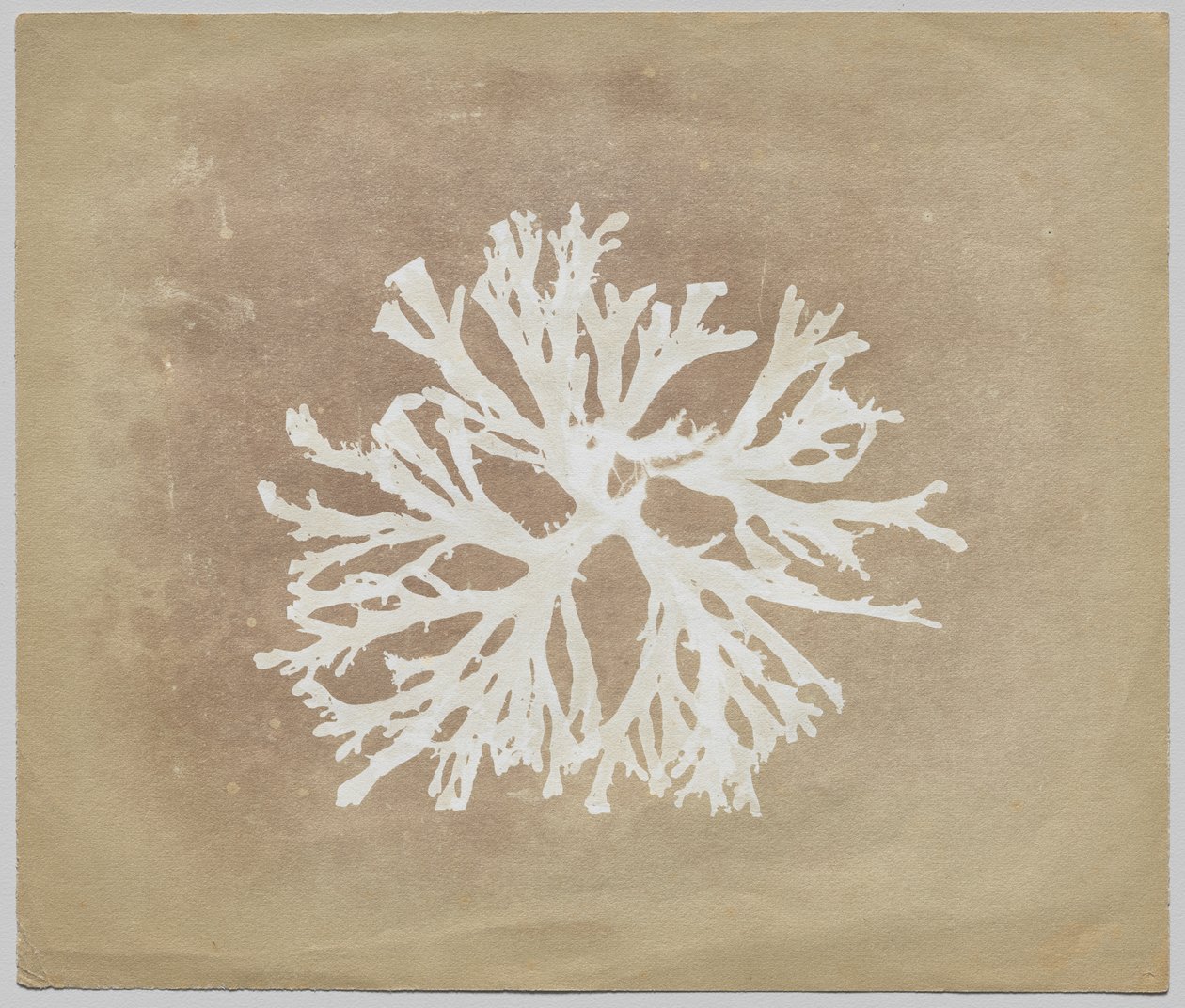 Algae by circle of William Henry Fox Talbot
