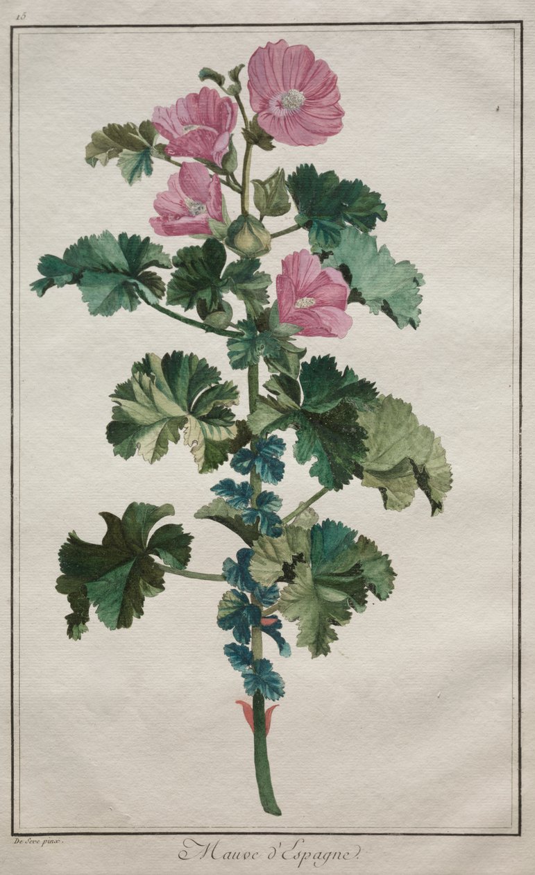 Collection of Twenty-Four Plants and Flowers: Mallow by de Seve