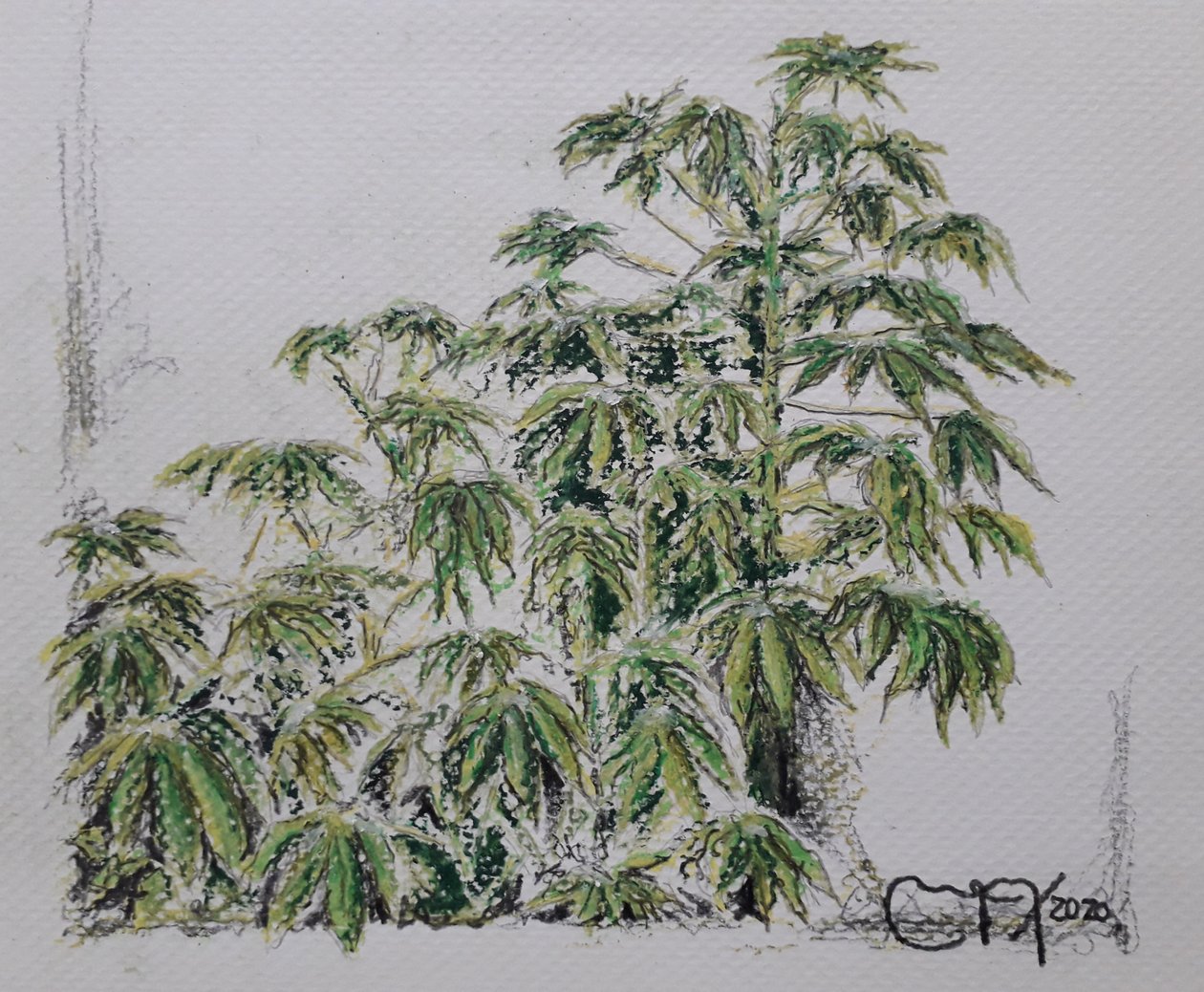 Cassava Plant by miguelmendez_art.ve