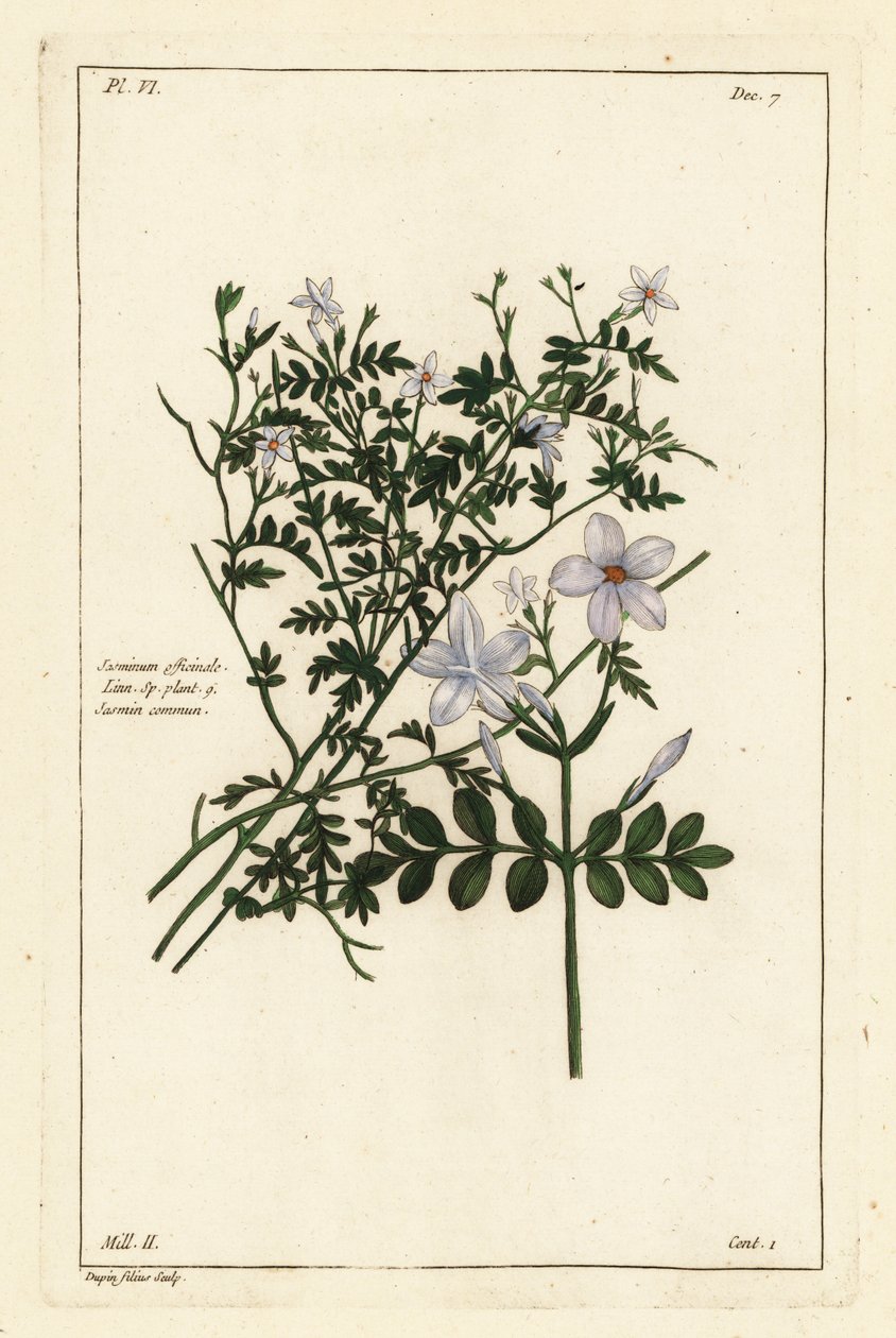 Common jasmine by the Younger Dupin