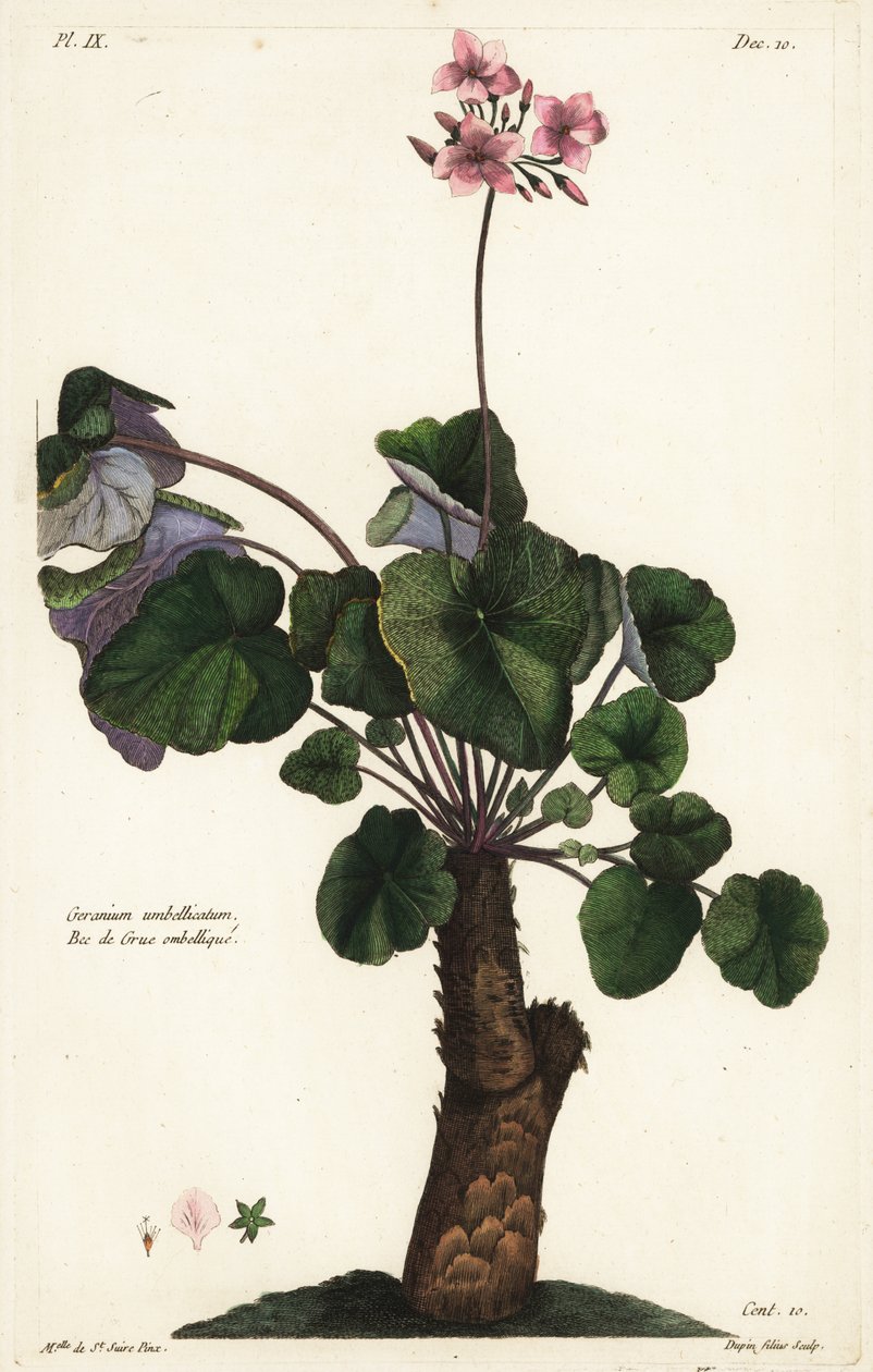 Unresolved Species of Geranium, Geranium umbellicatum by the Younger Dupin