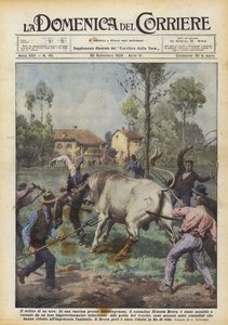 The Crime of a Bull