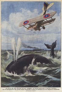 Hunting from the Sky