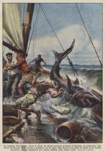 The Shark