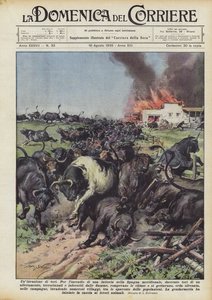An Invasion of Bulls