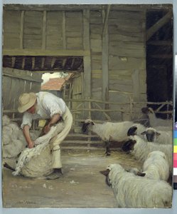 Sheep Shearing