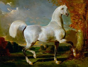 Arab Stallion