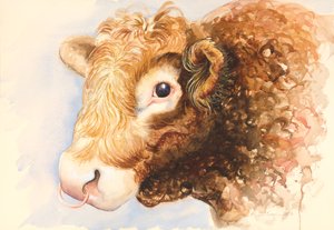 Adam the Bull