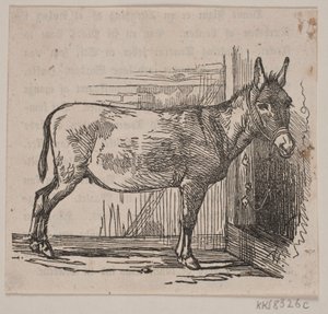 Donkey