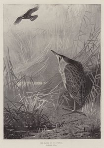 The Haunt of the Bittern