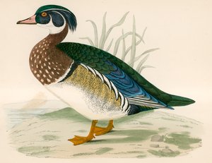 Summer Duck