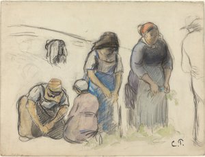 Pea Harvesters