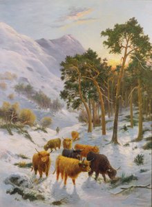 Highland Cattle in a Winter Landscape