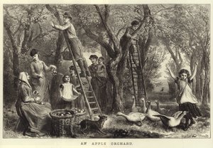An Apple Orchard