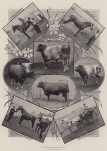 At the Leicester Agricultural Show
