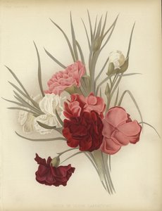A group of Clove Carnations