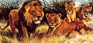 A Pride of Lions