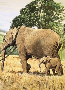 Baby Elephant and Mother