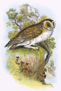 Barn Owl