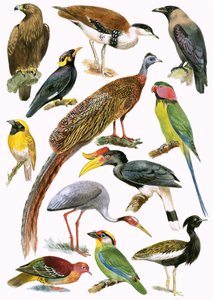 Birds