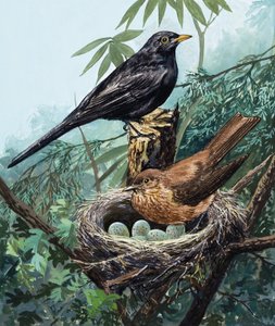 Birds and Nest
