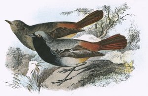 Black Redstart