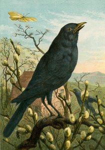 Black bird