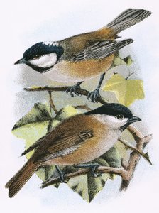 Coal Tit (Top) and Marsh Tit (Bottom)