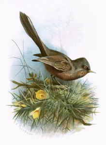 Dartford Warbler