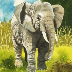Elephant