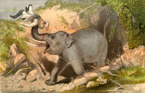 Elephant Hunter