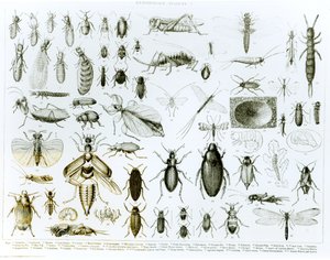 Entomology Insects