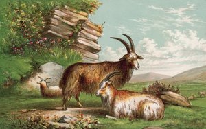 Goats