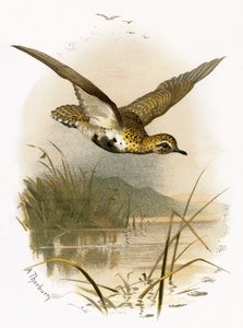 Golden Plover